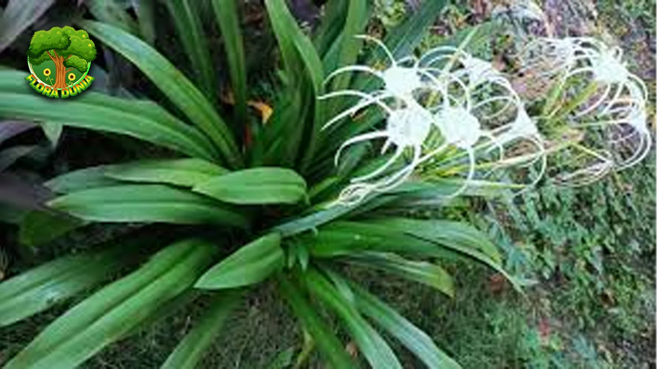 Bakung Bunga Malam Menebarkan 5 Aroma Memikat!