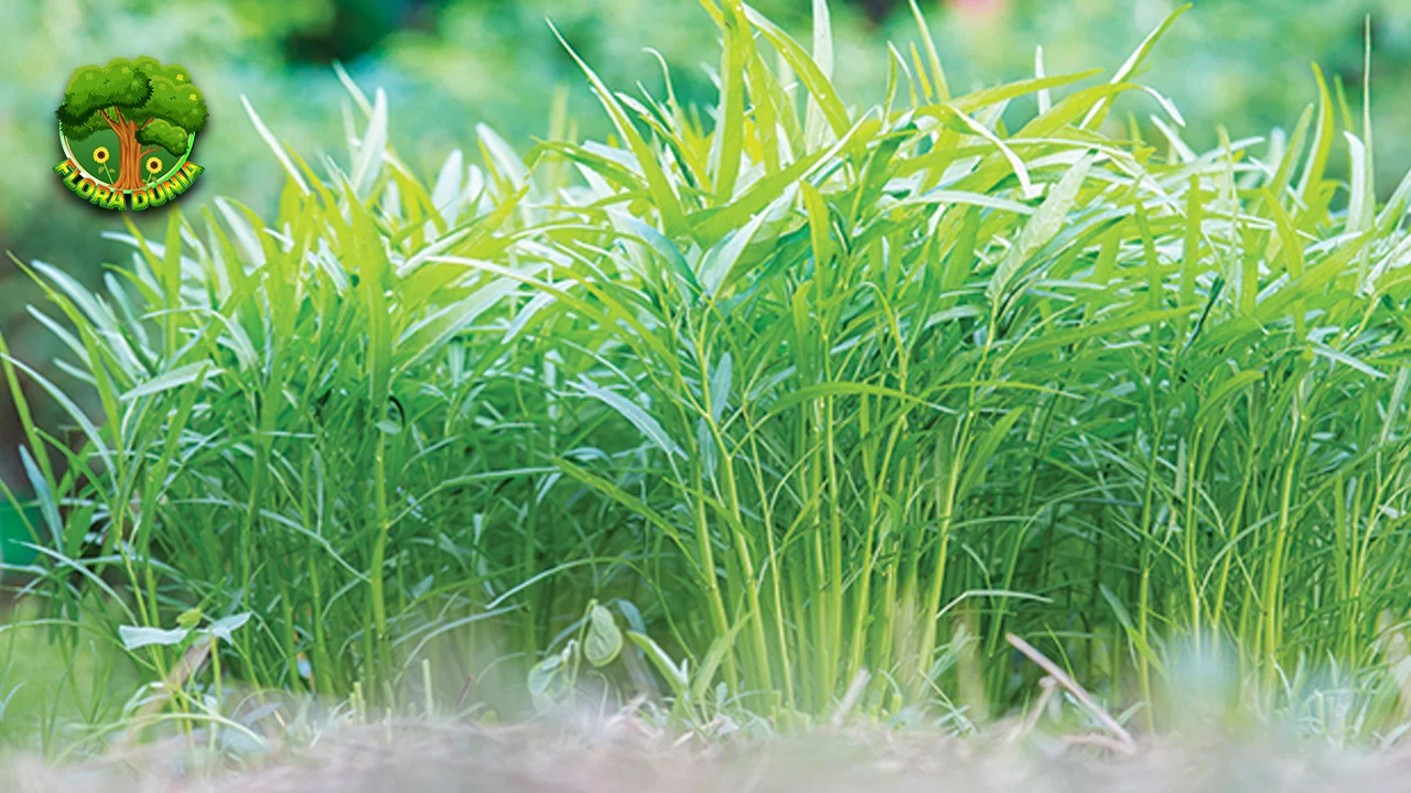 Kangkung Sayuran Sederhana, 50 Manfaatnya Luar Biasa!