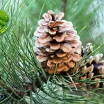 Pohon Pinus Dari Hutan Hingga Jadi 58 Furniture Cantik!