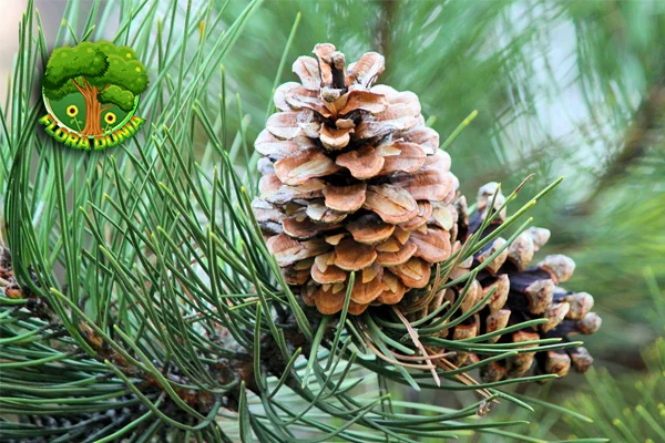 Pohon Pinus Dari Hutan Hingga Jadi 58 Furniture Cantik!