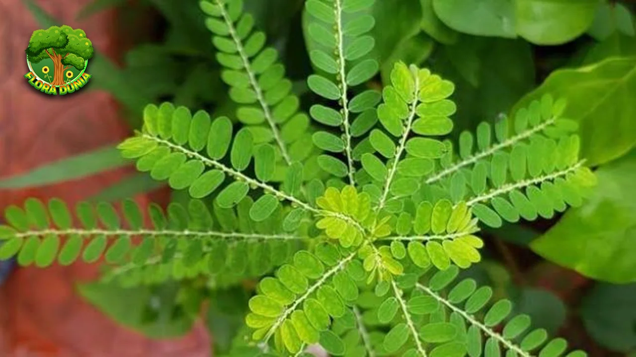 Daun Kelor 4 Obat Herbal Mujarab dalam Penyakit! 4 Daun Kelor 4 Obat Herbal Mujarab dalam Penyakit!