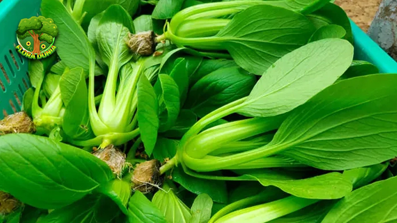 Pakcoy 12 Solusi Praktis untuk Hidup Sehat 2 Pakcoy 12 Solusi Praktis untuk Hidup Sehat