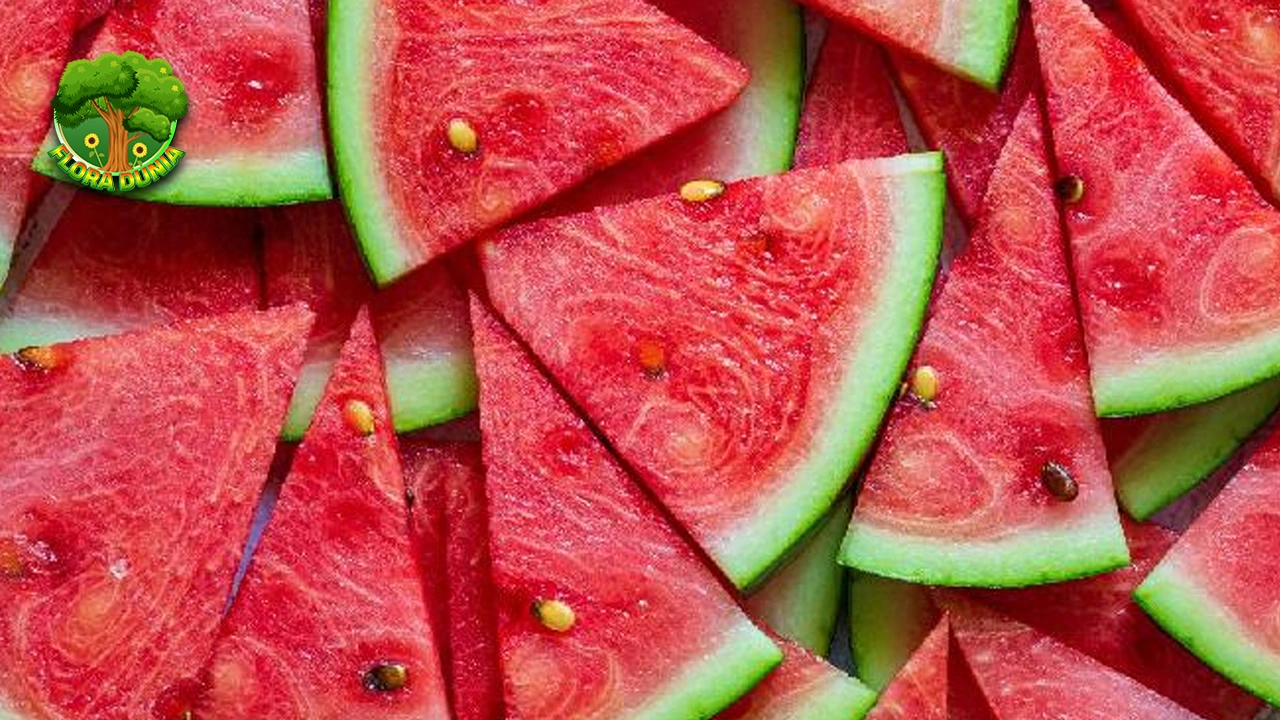 Semangka Buah Super yang Cocok untuk Usia 40thn! 4 Semangka Buah Super yang Cocok untuk Usia 40thn!