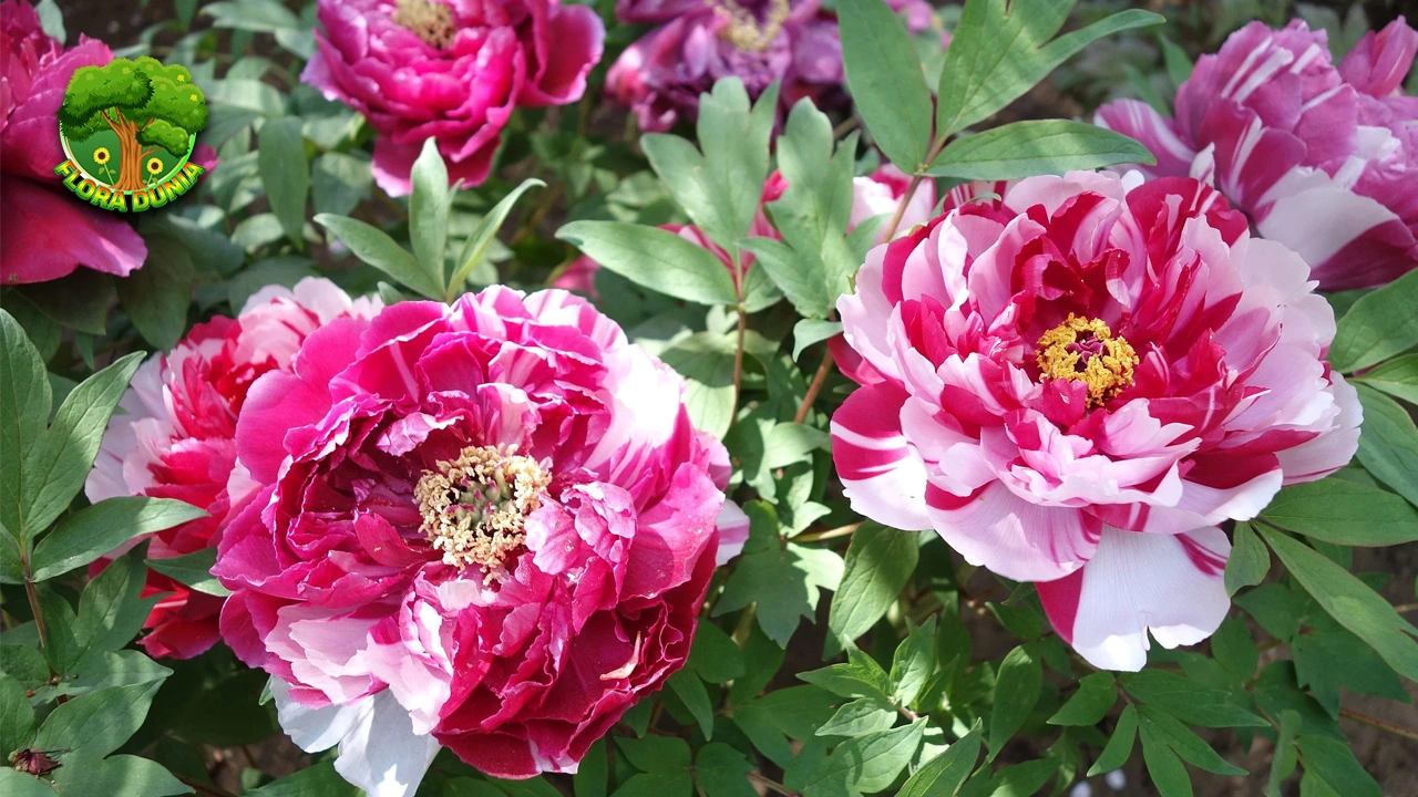 Tumbuhan Mudan 47 Inspirasi dalam Seni Tiongkok