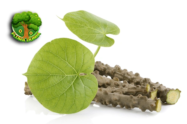 Brotowali: Lebih dari 1 Sekadar Tanaman Lawan Pahit