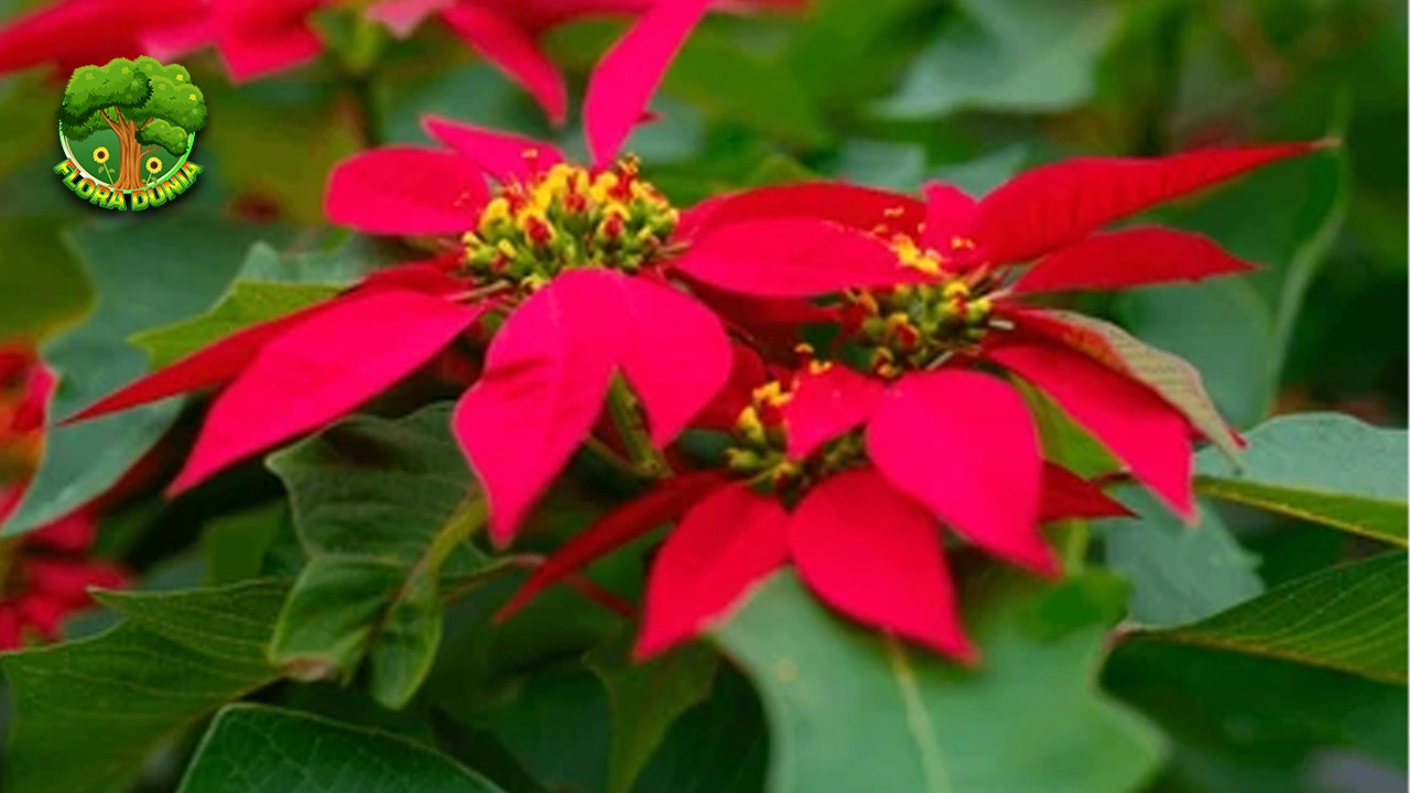 Poinsettia 23 Sentuhan Baru Hangatkan Natalmu!