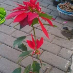 Poinsettia 23 Sentuhan Baru Hangatkan Natalmu!
