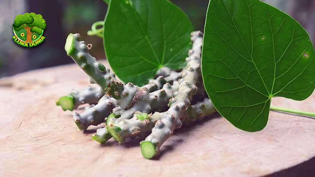 Brotowali: Lebih dari 1 Sekadar Tanaman Lawan Pahit 4 Brotowali: Lebih dari 1 Sekadar Tanaman Lawan Pahit