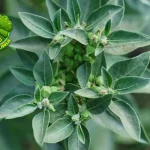 Ashwagandha 4 Rahasia Panjang Umur dari India Kuno!