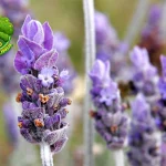 Bunga Lavender 3x Serbaguna Wajib Ada di Rumah Anda!