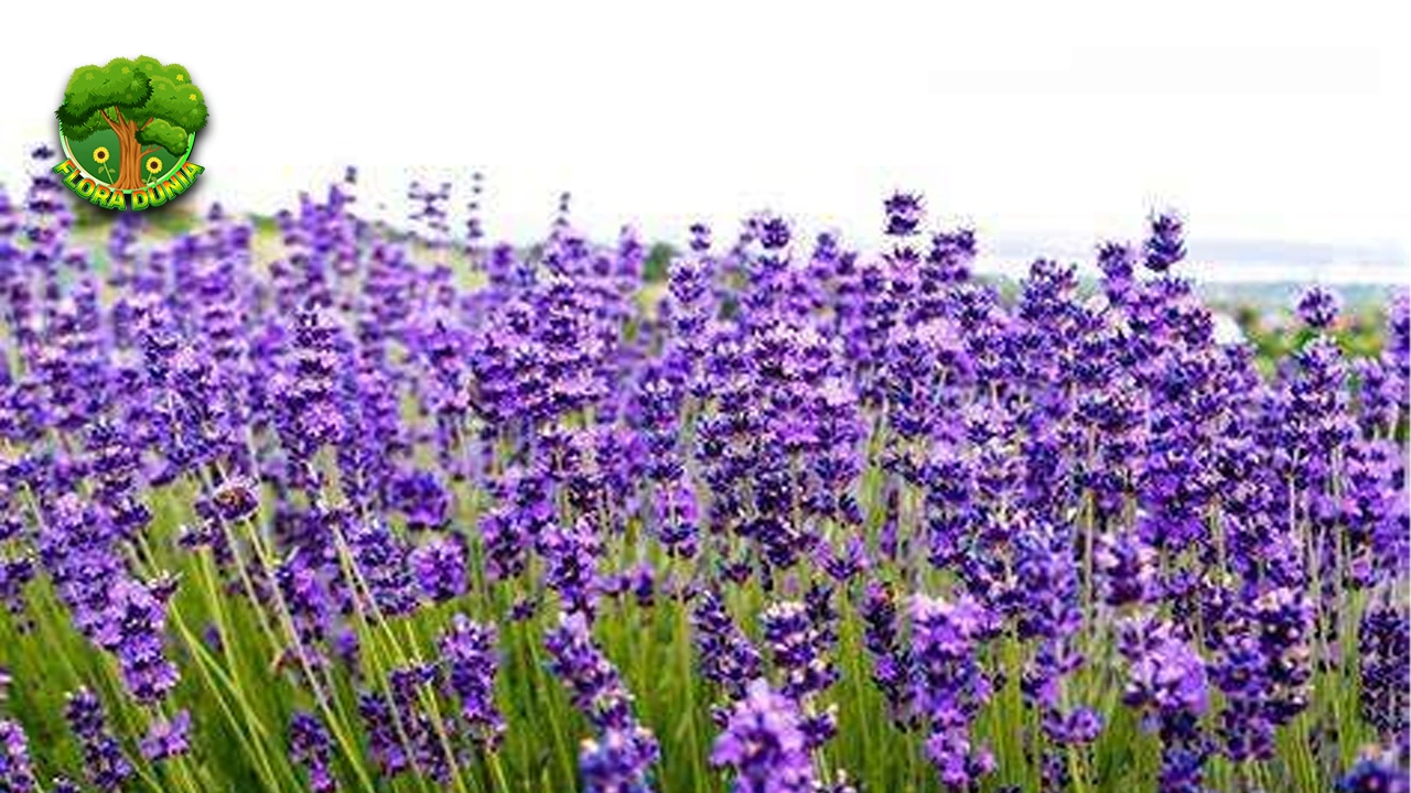 Bunga Lavender 3x Serbaguna Wajib Ada di Rumah Anda!