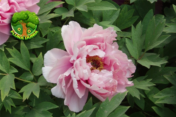 Tumbuhan Mudan 47 Inspirasi dalam Seni Tiongkok