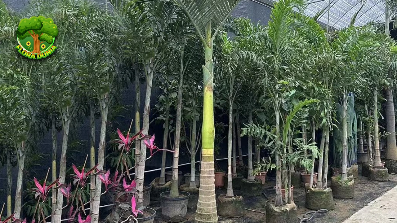 Palem 3 Solusi Alami untuk Udara Bersih di Rumahmu 2 Palem 3 Solusi Alami untuk Udara Bersih di Rumahmu