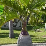 Palem 3 Solusi Alami untuk Udara Bersih di Rumahmu