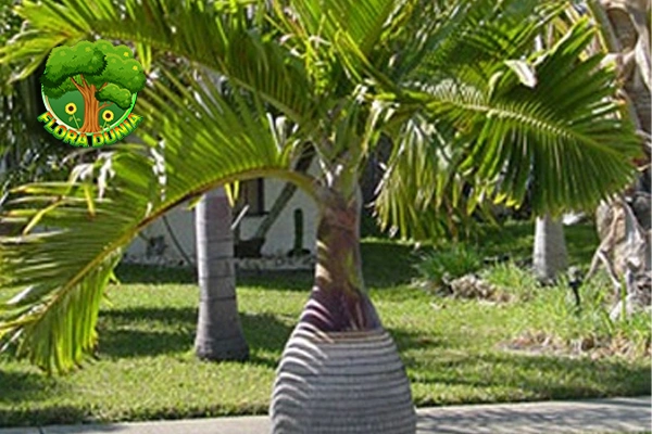 Palem 3 Solusi Alami untuk Udara Bersih di Rumahmu