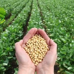 Soybean: 1 Lebih Hebat dari Daging, Ini Bukti Ilmiahnya!