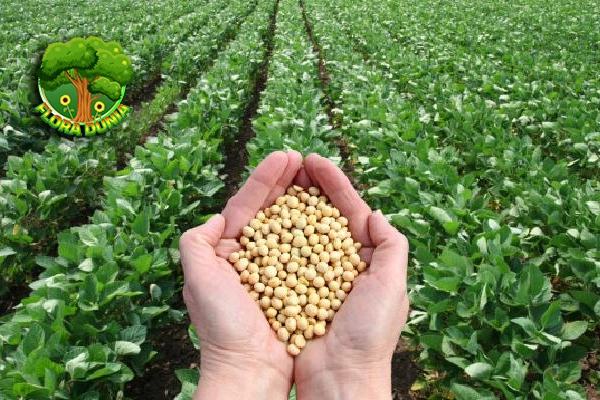 Soybean: 1 Lebih Hebat dari Daging, Ini Bukti Ilmiahnya!