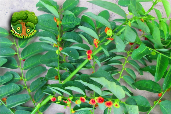 Daun Katuk: Si Hijau 6 Serbaguna Aktif Mendunia