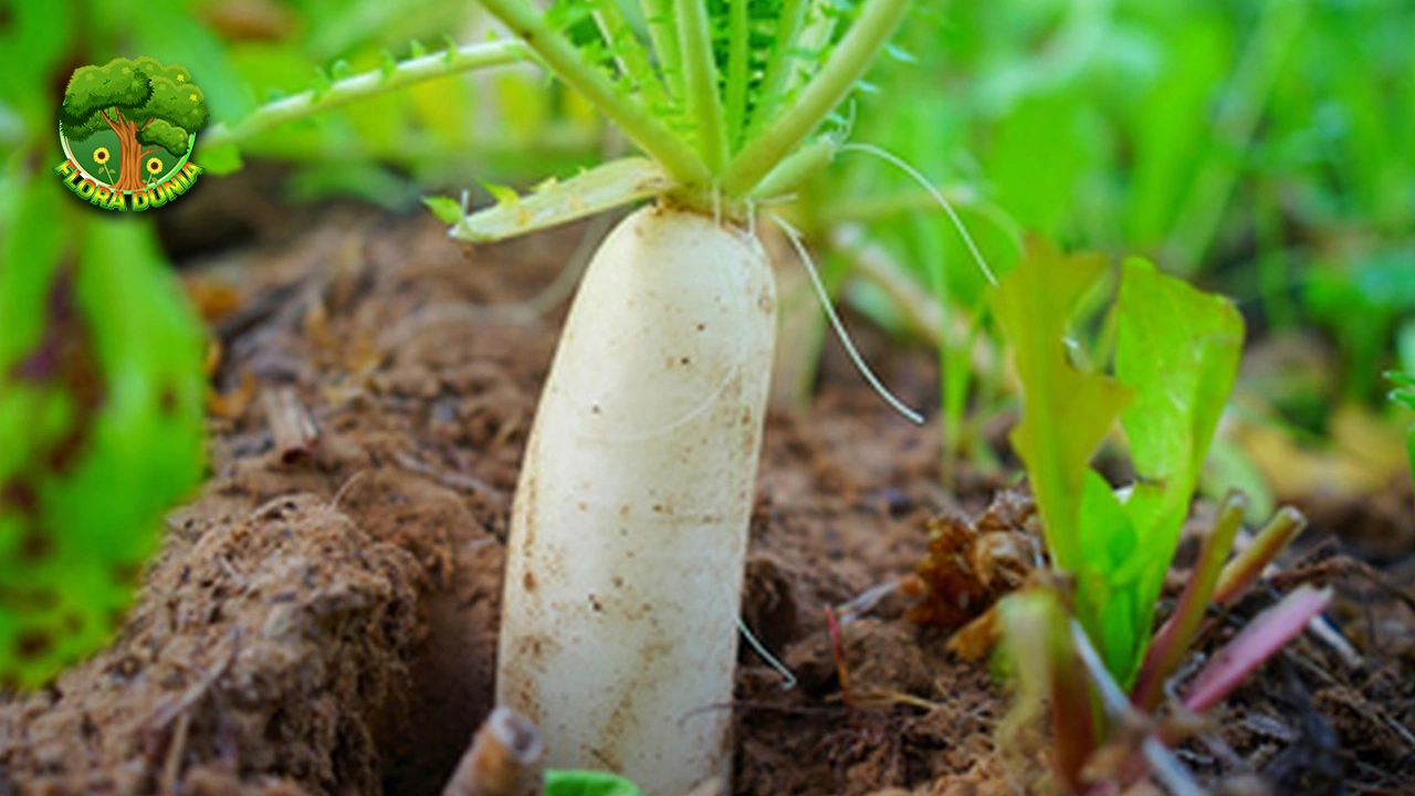 7 Resep Olahan Lobak Kekinian, Cocok Buat Ide Jualan