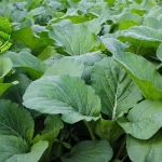 Sawi Hijau Sayuran, Juga Bisa 3 Obat Alami!