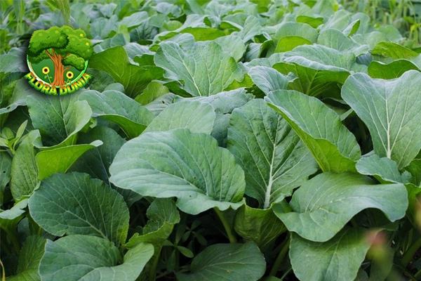 Sawi Hijau Sayuran, Juga Bisa 3 Obat Alami!