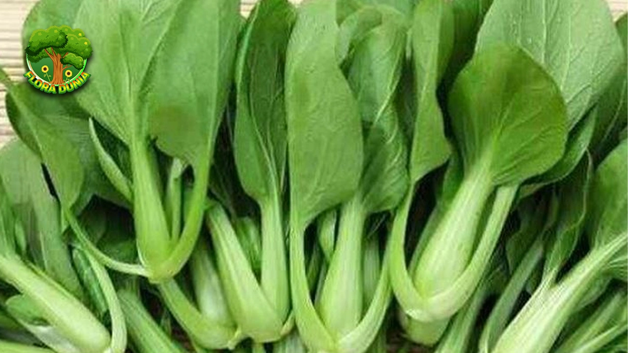 Sawi Hijau Sayuran, Juga Bisa 3 Obat Alami! 2 Sawi Hijau Sayuran, Juga Bisa 3 Obat Alami!
