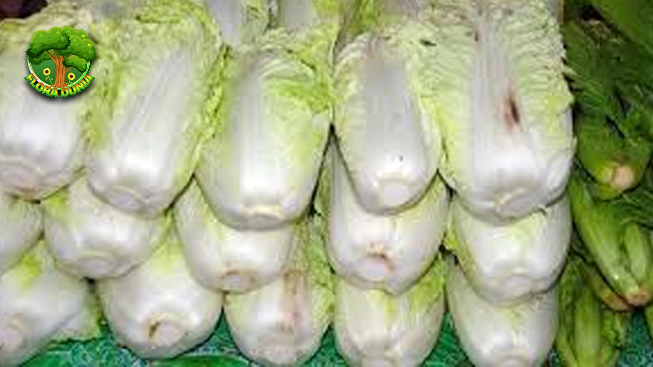 Sawi Putih 1 Sayuran Lezat yang Baik untuk Diet