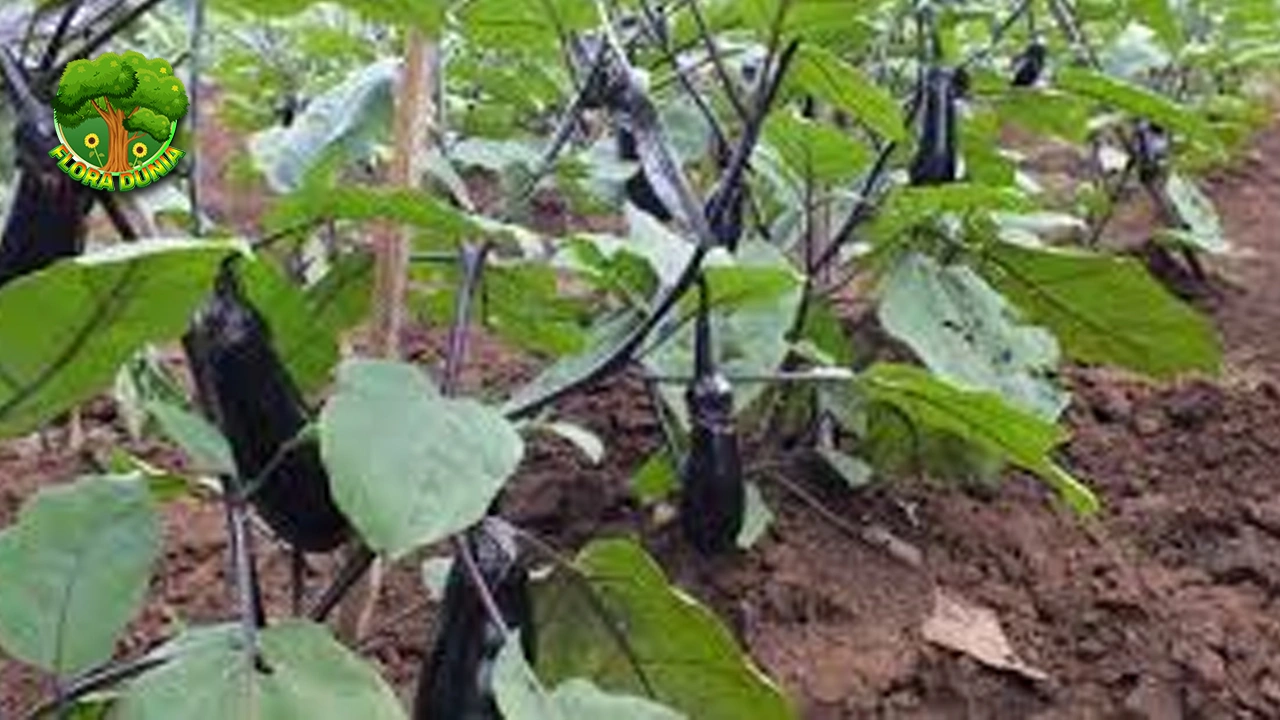 Terong Ternyata Punya Nutrisi 100% baru Tinggi