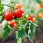 Tomat Buat 100 Wajah, Auto Glowing Gak Pake Mahal!