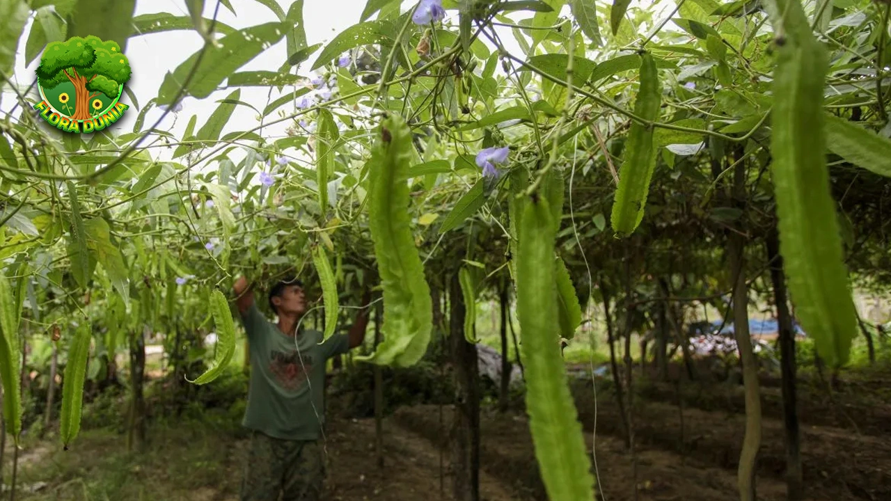 Kecipir Si Hijau Penuh 10 Energi Banget Deh!