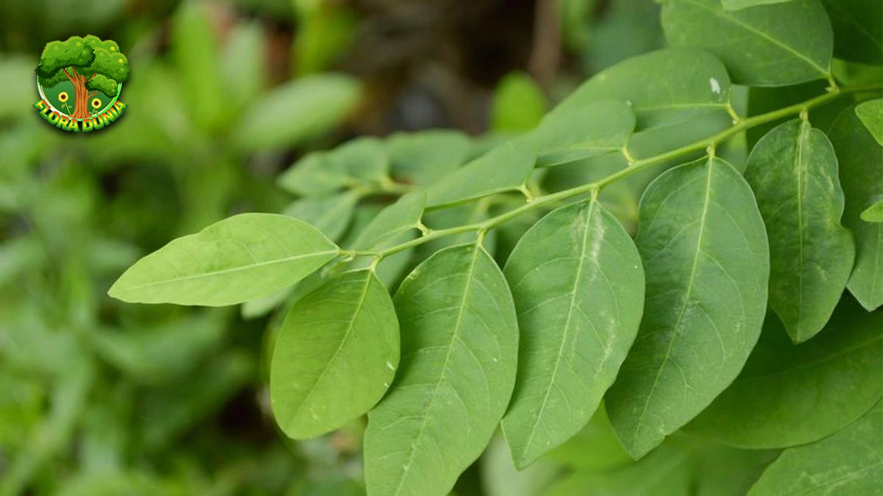 Daun Katuk: Si Hijau 6 Serbaguna Aktif Mendunia 2 Daun Katuk: Si Hijau 6 Serbaguna Aktif Mendunia