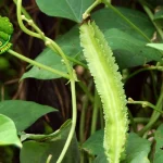 Kecipir Si Hijau Penuh 10 Energi Banget Deh!