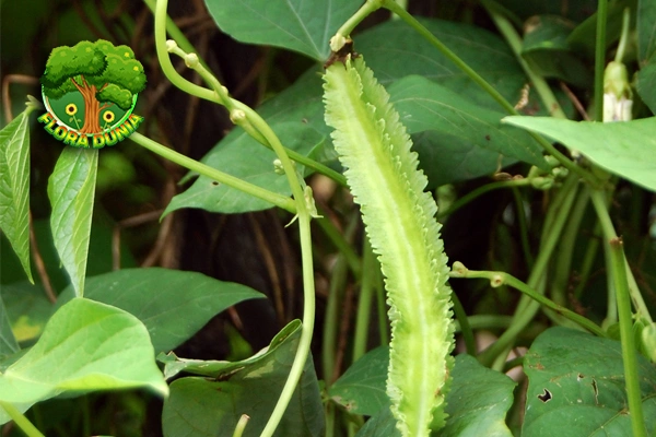 Kecipir Si Hijau Penuh 10 Energi Banget Deh!