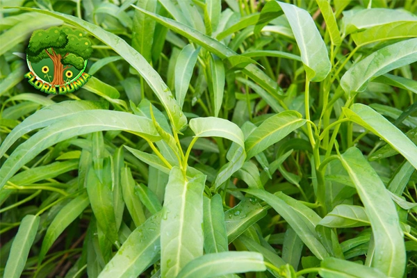 Kangkung Cantik 3 Trik Hijau Segar & Renyah