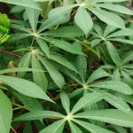 Daun Singkong Kekinian, 15 Rasanya Juara Banget