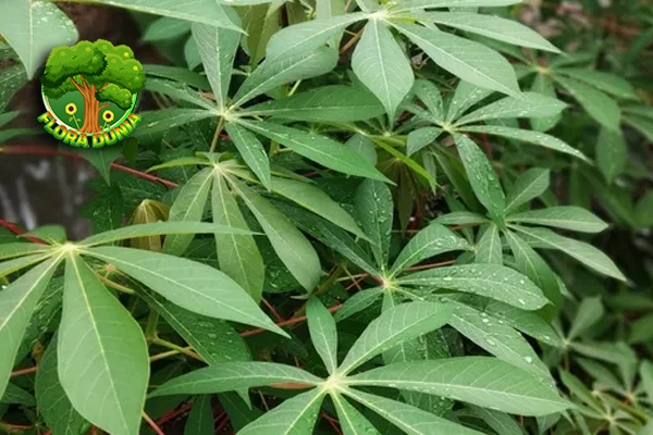 Daun Singkong Kekinian, 15 Rasanya Juara Banget