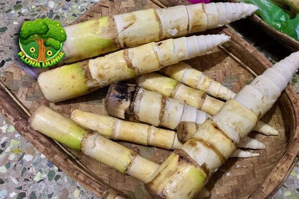 Rebung Kenapa Hidup 1 Favorit di Indonesia?