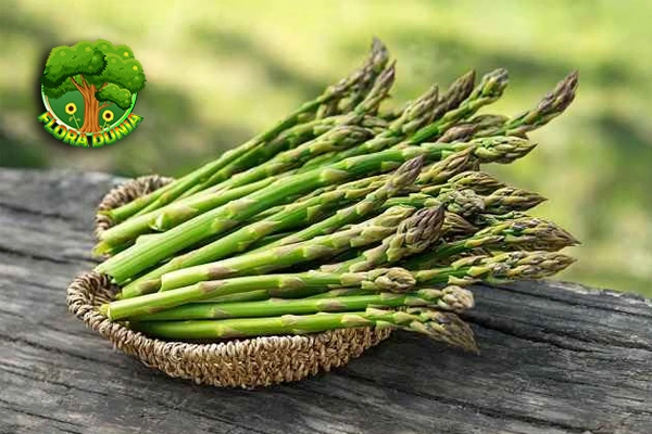 Asparagus 6 Tren Hidup Sehat Ala Sultan Masa Kini!