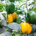 Paprika Si Warna-Warni Penuh 50 Khasiat!