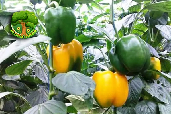 Paprika Si Warna-Warni Penuh 50 Khasiat!