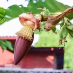 Jantung Pisang: Lezat dan 14 Kaya Manfaat