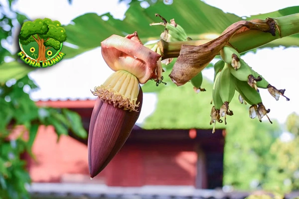Jantung Pisang: Lezat dan 14 Kaya Manfaat