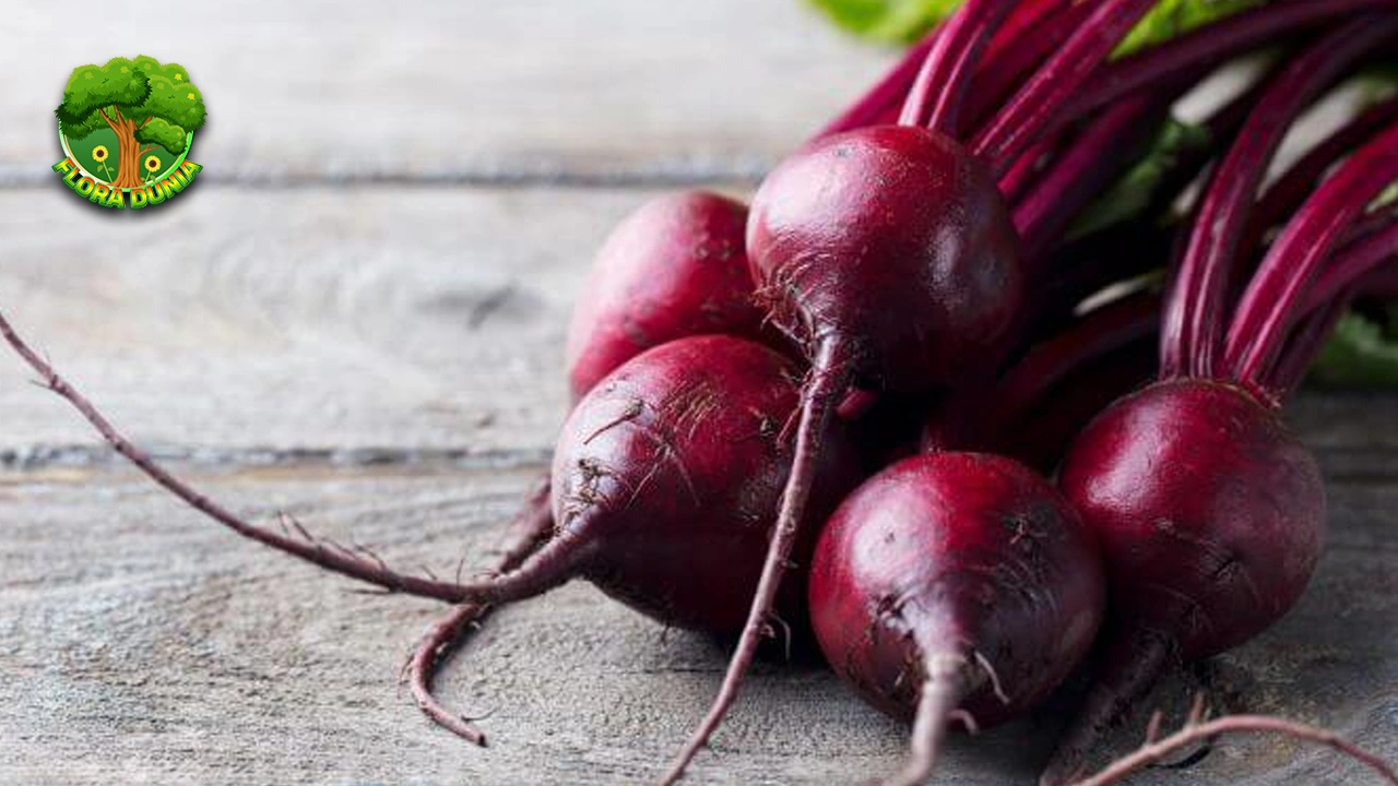 Bit Merah: Teman Terbaik 7 Sistem Pencernaan