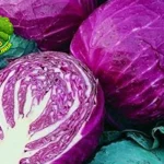 Kol Merah Modal Receh 6 Nutrisi Gede!