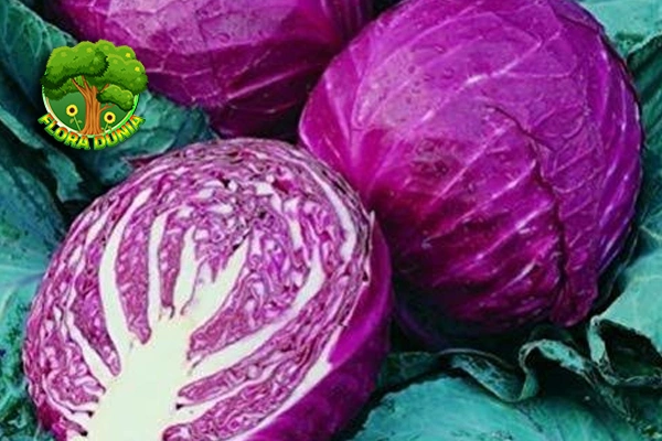 Kol Merah Modal Receh 6 Nutrisi Gede!