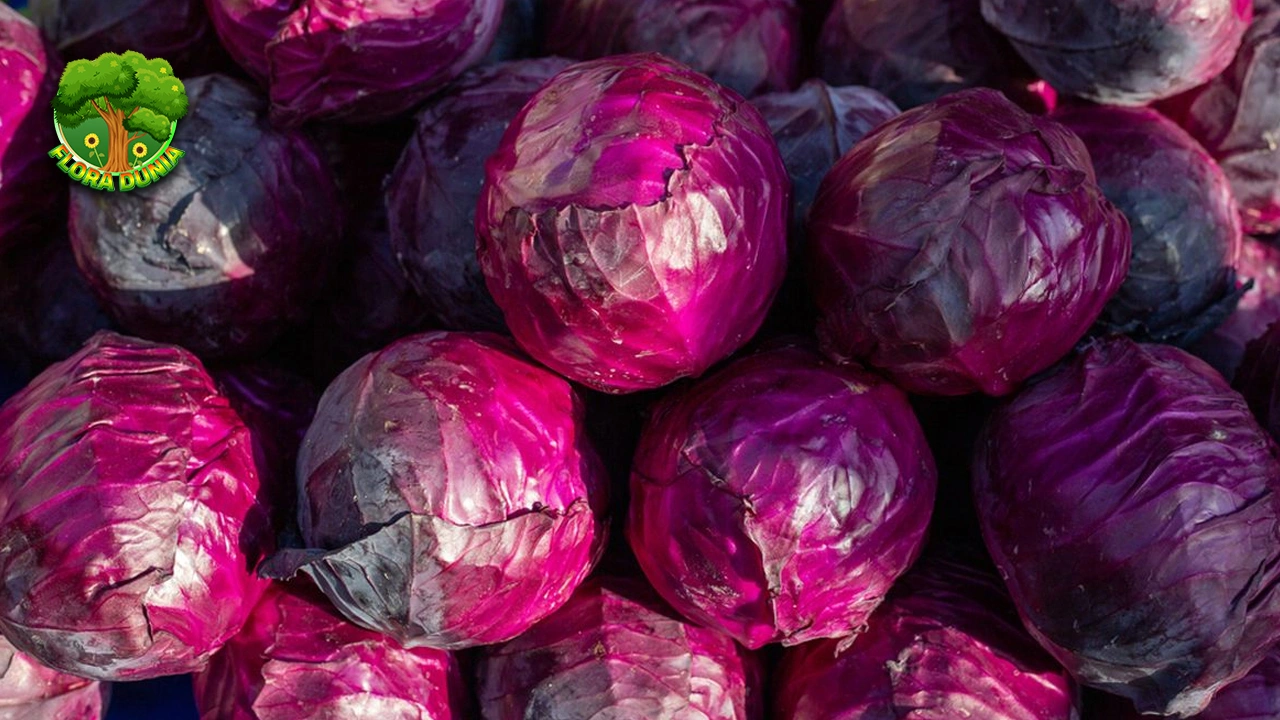 Kol Merah Modal Receh 6 Nutrisi Gede! 4 Kol Merah Modal Receh 6 Nutrisi Gede!