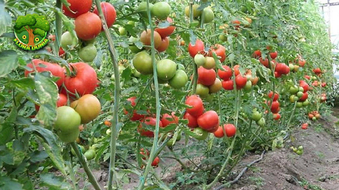 Tomat Buat 100 Wajah, Auto Glowing Gak Pake Mahal! 2 Tomat Buat 100 Wajah, Auto Glowing Gak Pake Mahal!