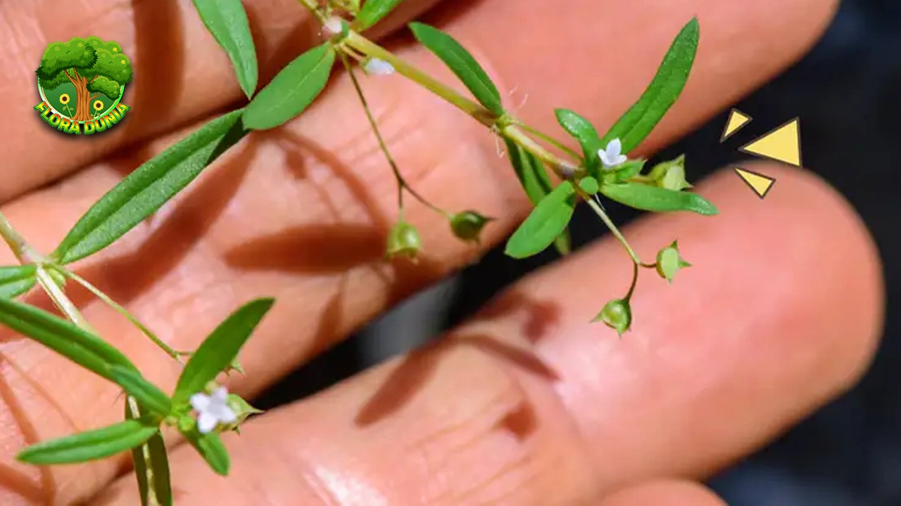 Daun Mutiara, Tanaman Liar Yang Bisa Bikin 7 Sehat!