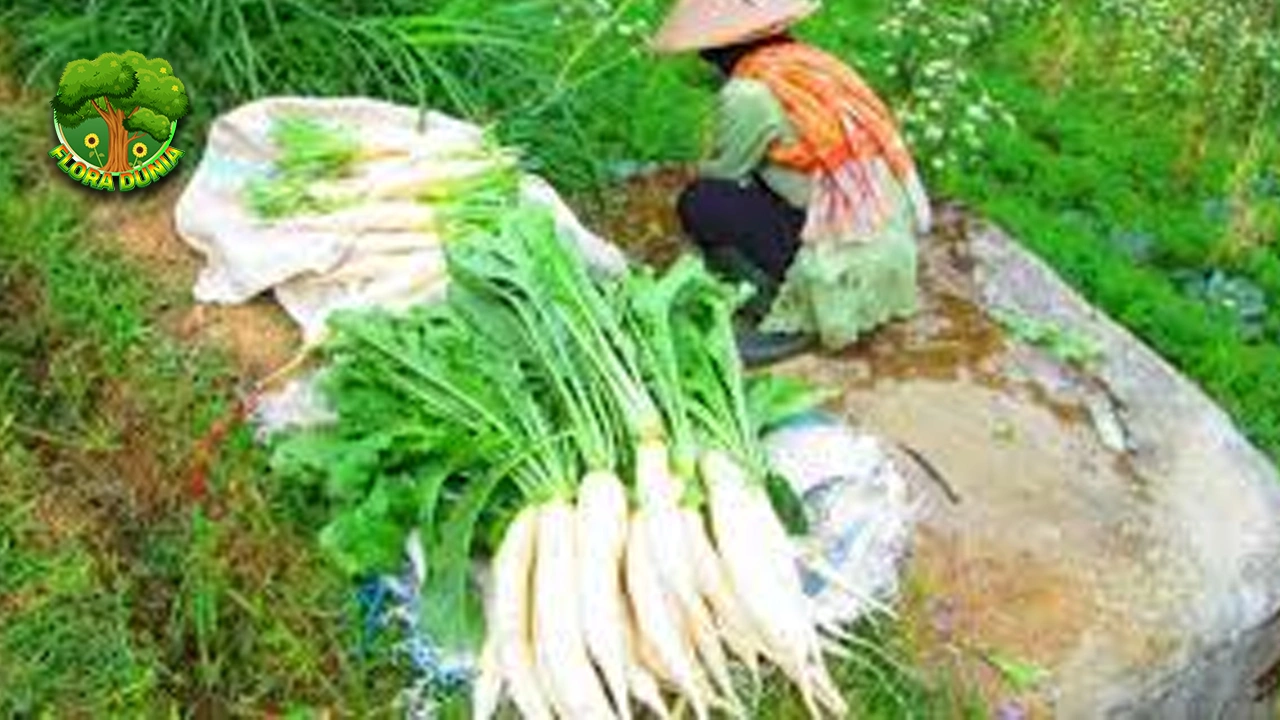 Khasiat Lobak Putih: Sayur 16 Simpel yang Bikin Sehat!