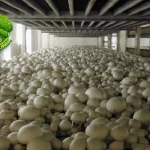 Jamur Kancing 5 Lezatnya Bikin Nagih Terus!